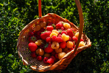 raspberry berries and strawberries in a basket
