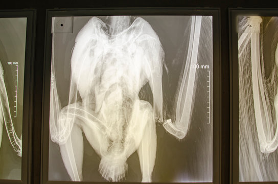  X-ray of chicken with broken wing