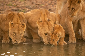 Fototapety  Two lionesses lie drinking water beside cub