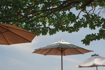 Obraz na płótnie Canvas Tropical landscape: sunbeds and parasols on the beach