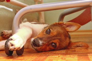 Fototapete bei efototapeten.de bestellen   