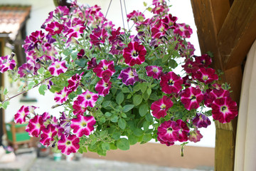 Geraniums and petunias are easy-care plants and are particularly suitable as potted plants to beautify the house