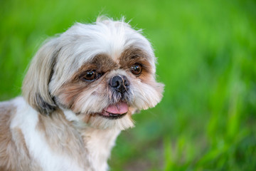 Shih Tzu Puppy on green lawn with soft light