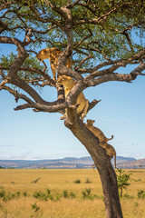 Two lionesses sit in tree with cubs