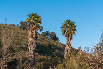 palm tree in the navajo canyon (USA)