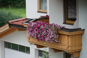Geraniums and petunias are easy-care plants and are particularly suitable as potted plants to...
