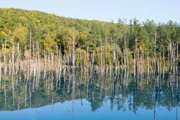 Obraz premium 白金青い池