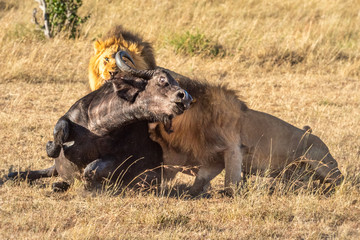 Two male lion hold down Cape buffalo
