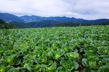 Cauliflower plants and cabbage agriculture field is farmland growing in on the mountains of Thailand.