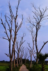 Dead tree in the morning !