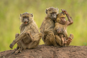 Two olive baboons sit hugging beside another