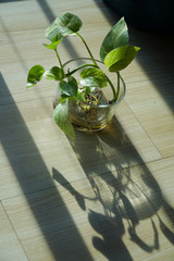 Growing an indoor money plant in transparent glass vase    