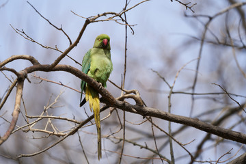 Green parrot bird on tree branch, outdoors