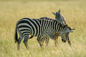Two plains zebra fight in tall grass