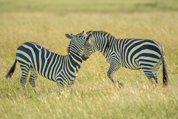 Fototapeta na wymiar Two plains zebra fight in long grass
