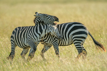 Fototapeta na wymiar Two plains zebra play fight in grass