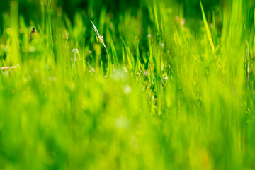 natural defocused green blurred background 