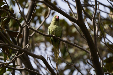 Green parrot bird on tree branch, outdoors
