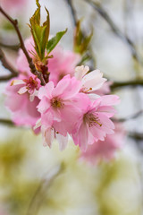 Branch of pink apple blossoms with blurred background bokeh.