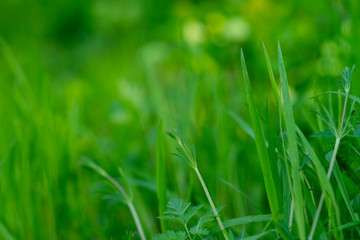 natural defocused green blurred background 