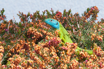 European green lizard (Lacerta viridis) in Switzerland