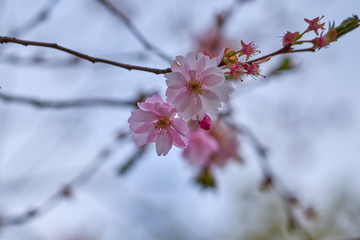 Branch of pink apple blossoms with blurred background bokeh.