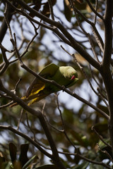 Green parrot bird on tree branch, outdoors