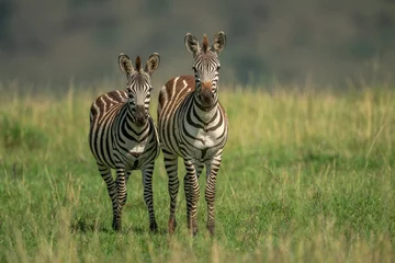 Rolgordijnen Twee vlaktes zebra staan in lang gras © Nick Dale