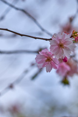 Branch of pink apple blossoms with blurred background bokeh.