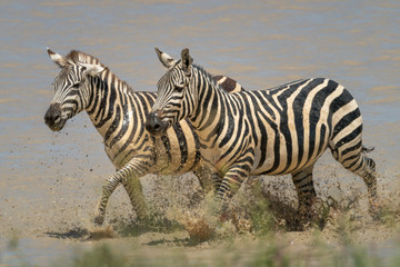 Fototapeta na wymiar Two plains zebra trot side-by-side through lake