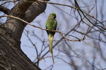 Green parrot bird on tree branch, outdoors