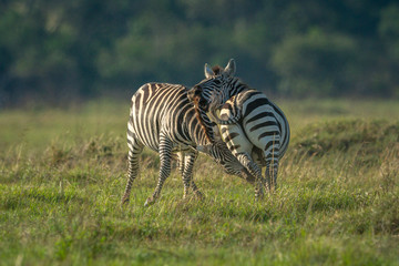 Two teenage zebra play fighting in savannah