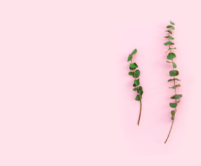 Beautiful green branches of dry eucalyptus on pink paper background.