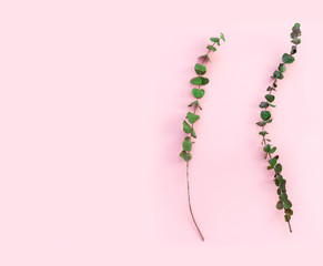 Beautiful green branches of dry eucalyptus on pink paper background.