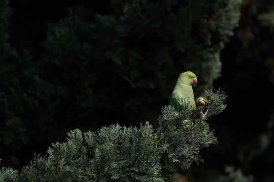 Green parrot bird on tree branch. Rose-ringed Parakeet