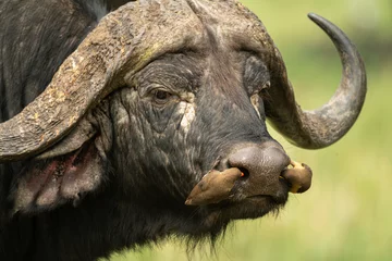 Plexiglas foto achterwand Twee geelsnavelige ossenpikkers reinigen neusgaten van Kaapse buffels © Nick Dale