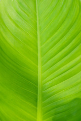 Abstract image of Green Leaf Texture background with sunlight on the weekend.