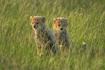 Two young cheetah cubs sit in grass
