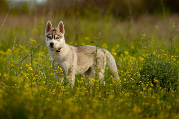 portrait of siberian husky dog © voltgroup