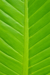 Abstract image of Green Leaf Texture background with sunlight on the weekend