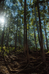hiking through the forest with the sun
