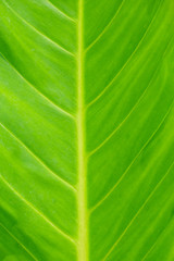 Abstract image of Green Leaf Texture background with sunlight on the weekend