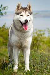 Portrait of a Siberian Husky. Close-up. A dog is standing on the grass. Landscape. Background river. A purebred dog without a leash.