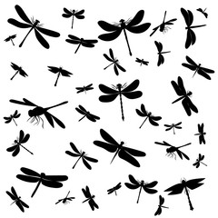 vector, white background, black silhouette dragonfly, insect, background