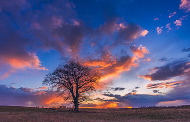 Fototapeta na wymiar Oak tree silhuette at sunset, evening landscape view
