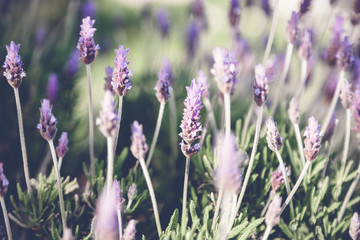 purple flowers of decorative sage field. Retro tone image. Beautiful summer violet flowers background