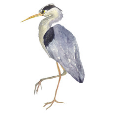 Watercolor heron bird isolated on white background. Hand drawing illustration of Grey heron. One Japonese bird. Perfect for cards, print, sticker, greeting card.
