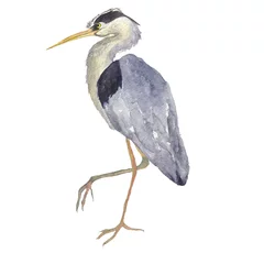 Foto op Plexiglas Watercolor heron bird isolated on white background. Hand drawing illustration of Grey heron. One Japonese bird. Perfect for cards, print, sticker, greeting card. © Kaya Gach