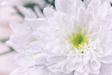 white chrysanthemum in water drops, macro photo