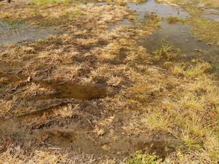 作付けを放棄された春の田圃風景